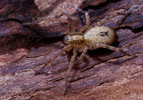 Anyphaena accentuata