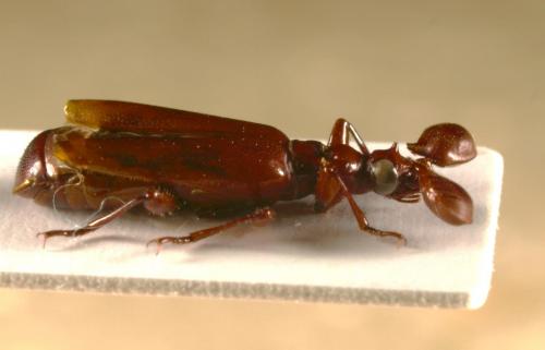 Spinicoxipaussus sp.