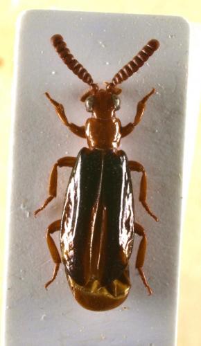 Carabidomemnus sp.