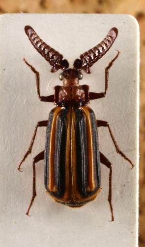 Heteropaussus alternans