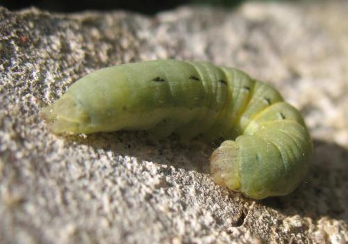 Noctua pronuba
