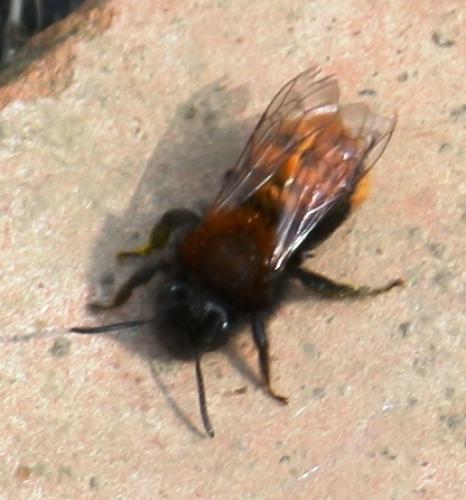 Réf. 55 739 : Andrena fulva