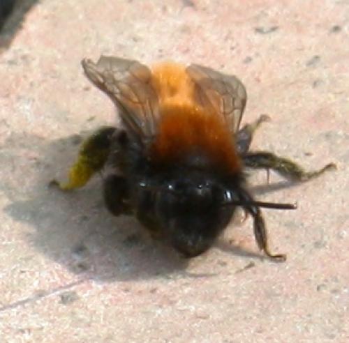 Réf. 55 738 : Andrena fulva