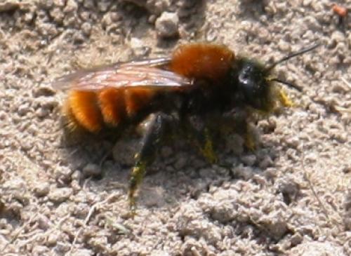 Réf. 55 737 : Andrena fulva