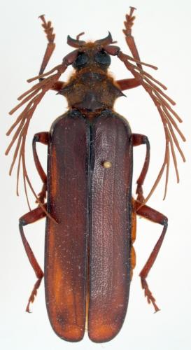 Réf. 55 677 : Cheilacanthus severini