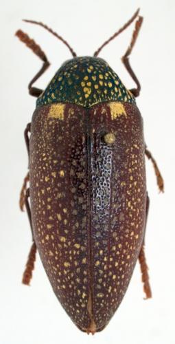 Sternocera syriaca syriaca
