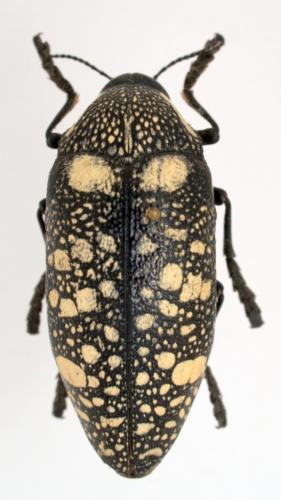 Sternocera syriaca genrei