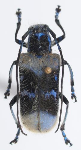 Malloderma pascoei