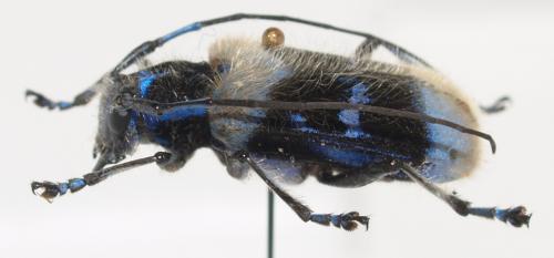 Malloderma pascoei