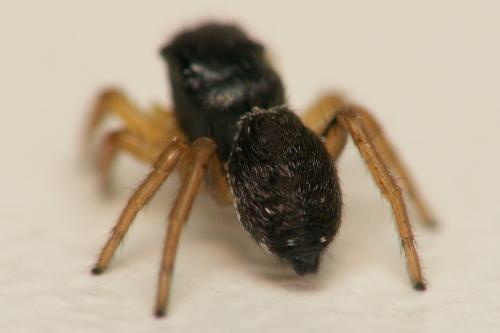 Heliophanus flavipes