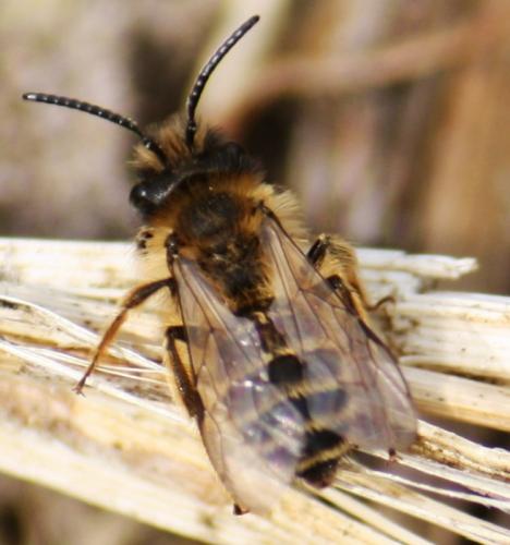 Andrena flavipes