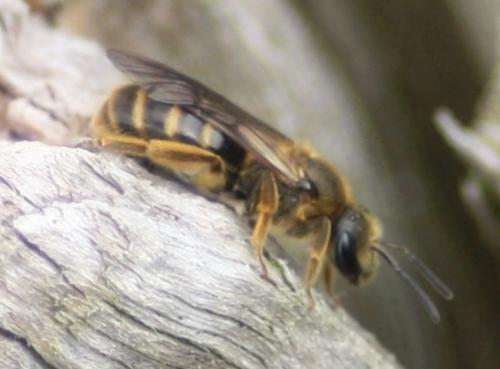 Lasioglossum sp.