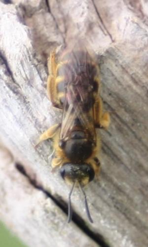 Lasioglossum sp.
