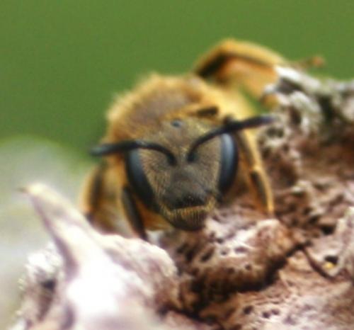 Lasioglossum sp.