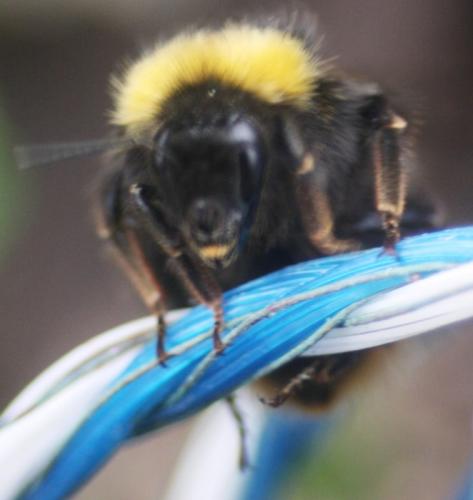 Bombus pratorum