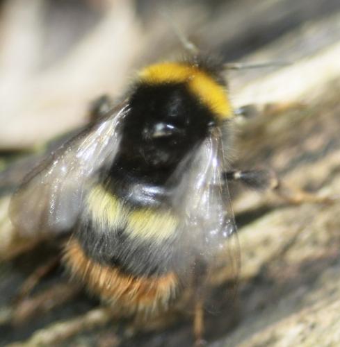 Bombus pratorum