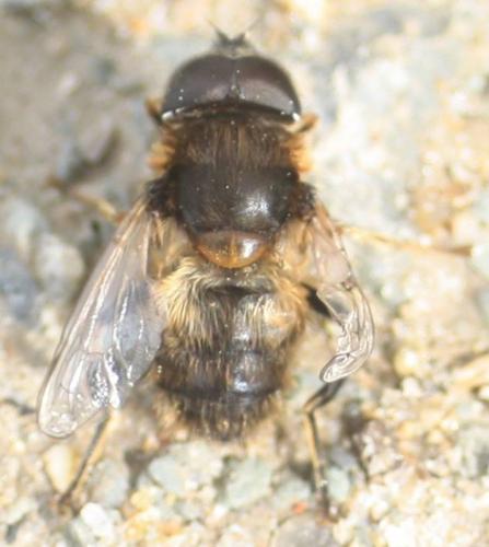 Eristalis pertinax