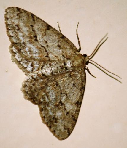 Réf. 55 682 : Ectropis crepuscularia