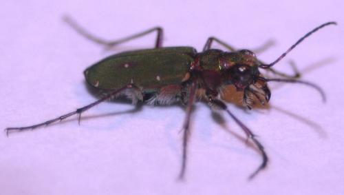 Cicindela campestris