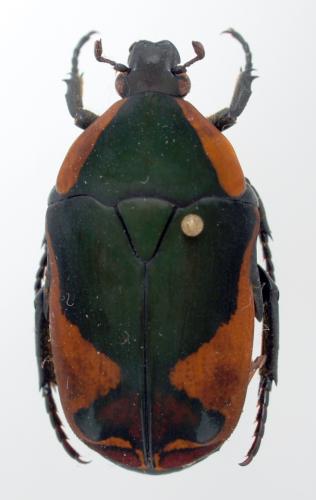 Réf. 55 251 : Pachnoda praecellens