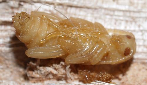 Réf. 55 921 : Xylotrechus rusticus