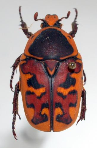 Pachnoda cincticollis