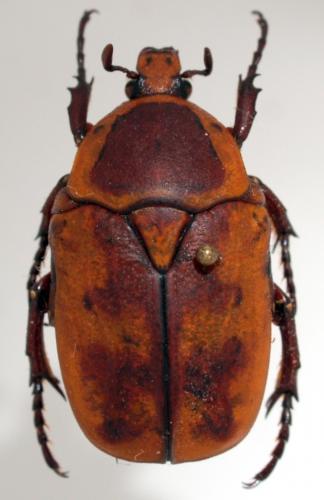 Pachnoda leopoldiana