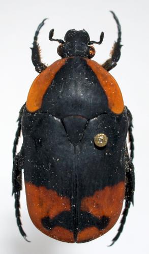 Réf. 55 208 : Pachnoda postica