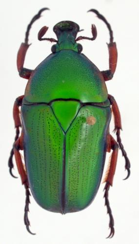 Ingrisma euryrrhina