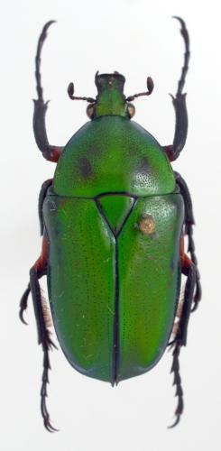 Réf. 55 317 : Ingrisma whiteheadi