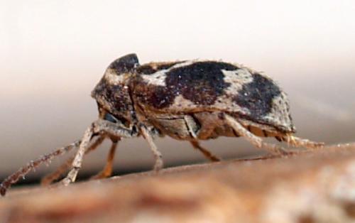 Réf. 55 289 : Ptinomorphus imperialis