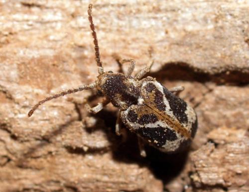 Réf. 55 288 : Ptinomorphus imperialis