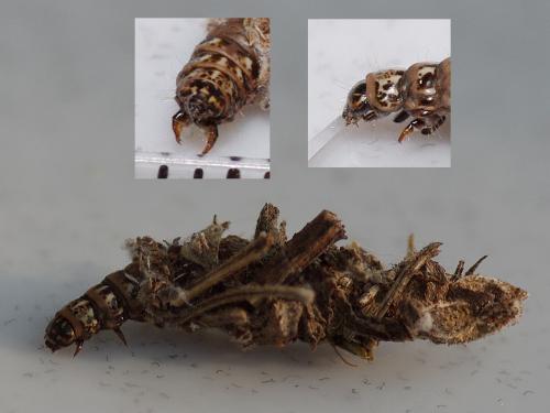 Réf. 55 793 : Canephora hirsuta
