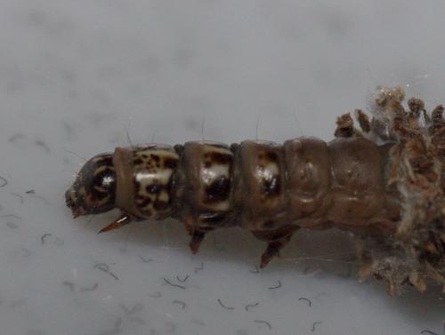 Réf. 55 790 : Canephora hirsuta