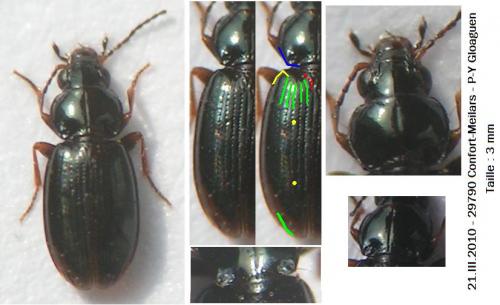 Réf. 55 691 : Bembidion obtusum