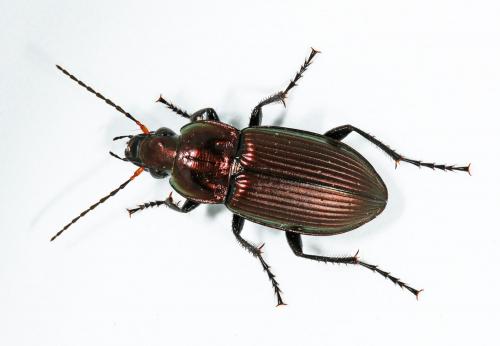 Réf. 55 662 : Poecilus cupreus