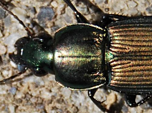 Réf. 55 894 : Poecilus sp.