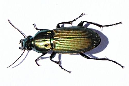 Réf. 55 844 : Poecilus sp.