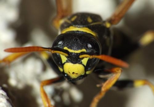 Polistes dominula