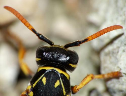 Polistes dominula