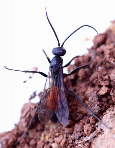 Réf. 55 713 : Auplopus sp.