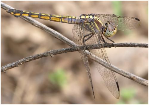 Potamarcha congener