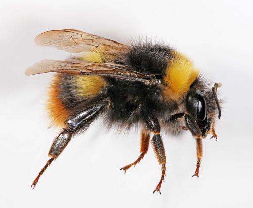 Réf. 55 191 : Bombus pratorum