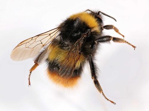 Bombus pratorum