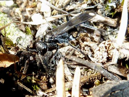 Priocnemis propinqua