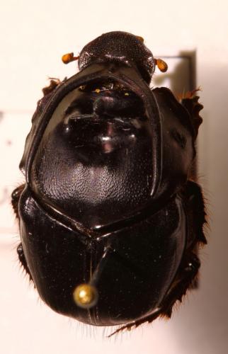 Proagoderus watanabei