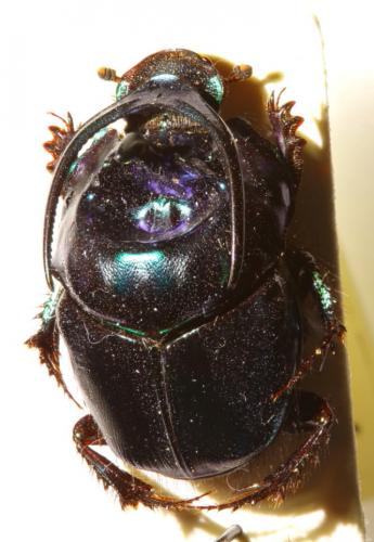 Proagoderus schwaneri