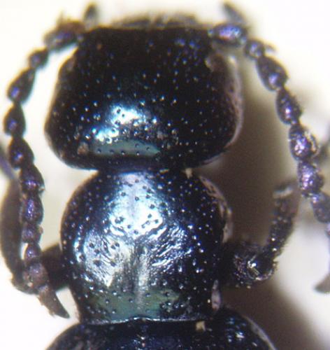 Réf. 55 434 : Meloe violaceus