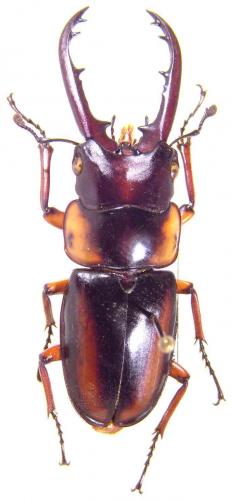 Réf. 55 130 : Prosopocoilus savagei