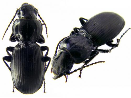 Réf. 55 507 : Pterostichus madidus